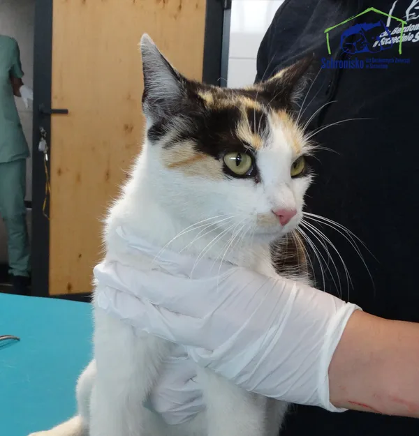 Znaleziono kota, Szczecin, 8 lipca 2025