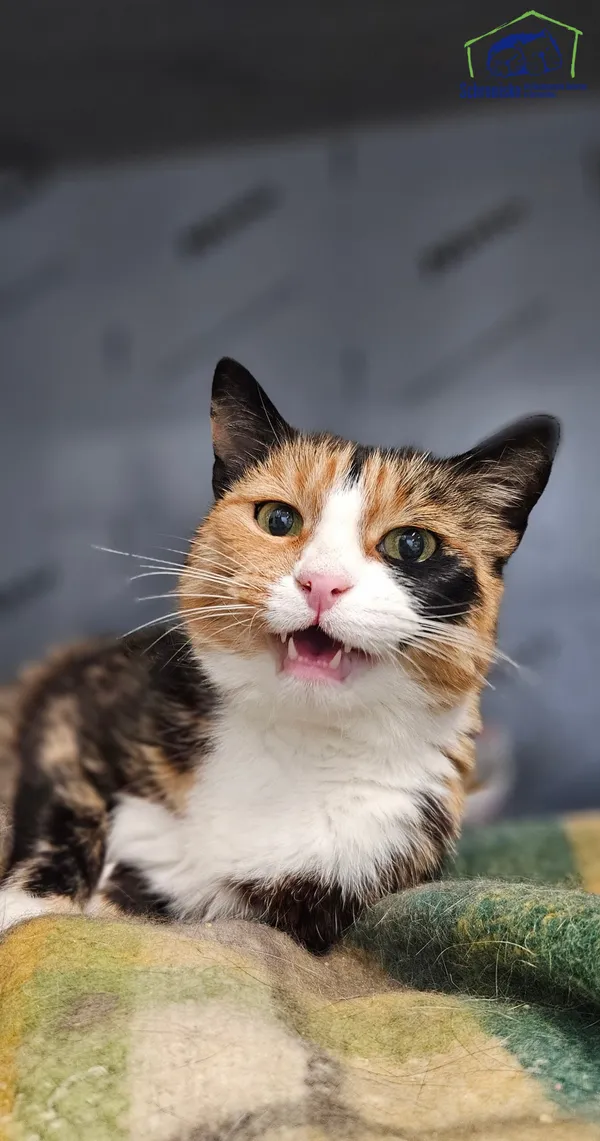 Znaleziono kota, Szczecin, 27 czerwca 2025 (2/2)