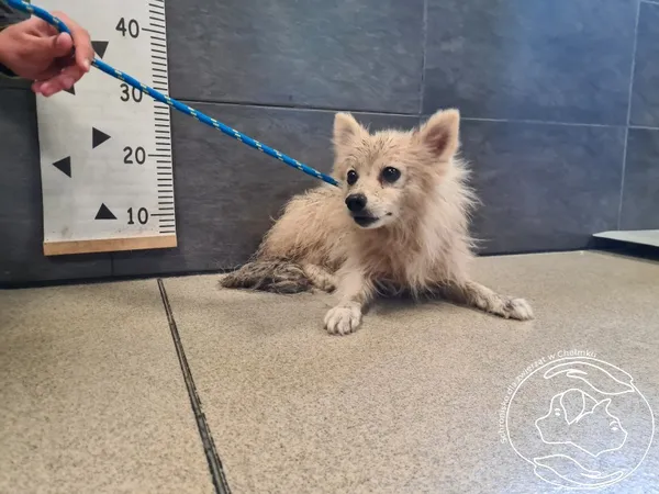 Znaleziono psa, Chełmek, 9 lipca 2025