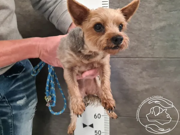 Znaleziono psa, Chełmek, 8 lipca 2025