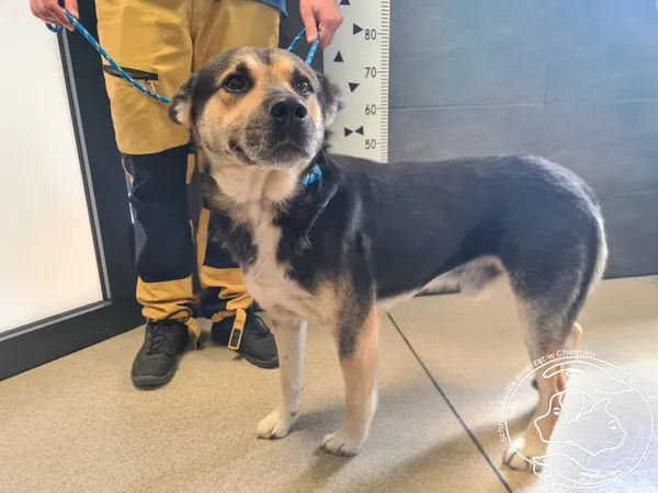 Znaleziono psa, Chełmek, 8 lipca 2025