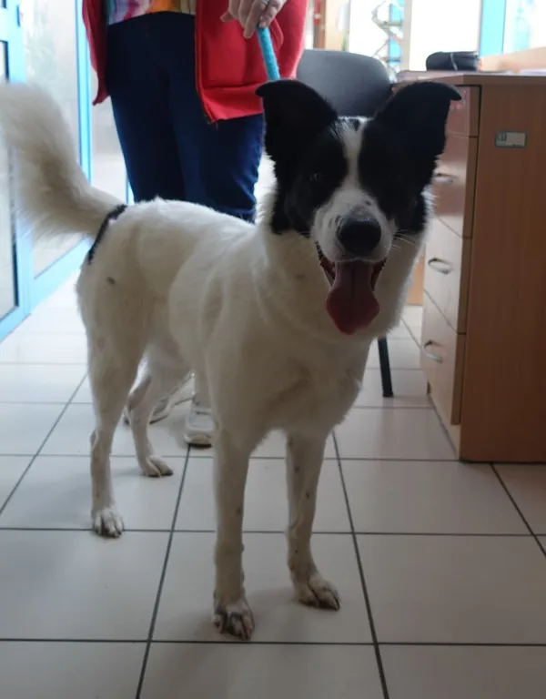 Znaleziono psa, Gdańsk, 9 lipca 2025