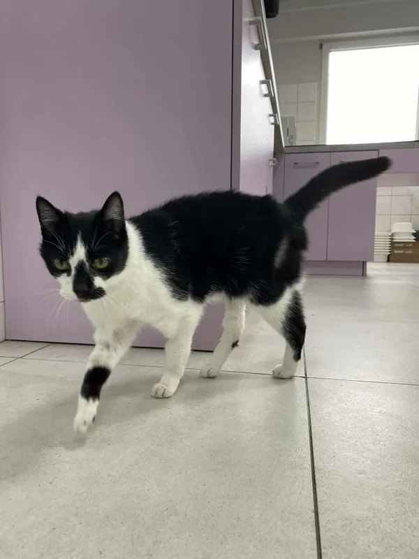 Znaleziono psa, Czartki, 9 lipca 2025