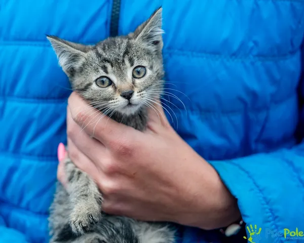 Znaleziono kota, Racławice, 9 lipca 2025 (1/5)