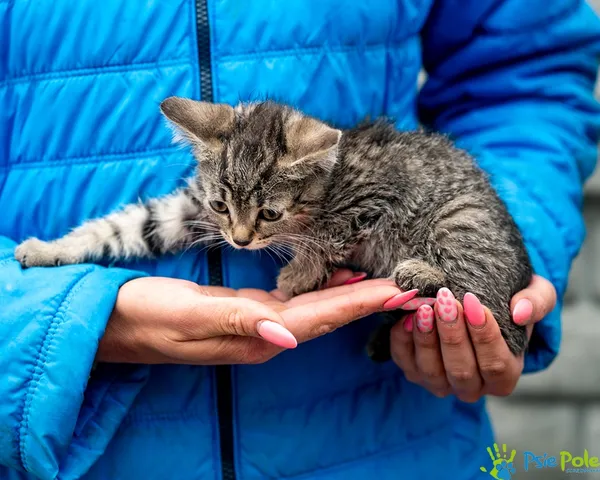 Znaleziono kota, Racławice, 9 lipca 2025 (2/5)