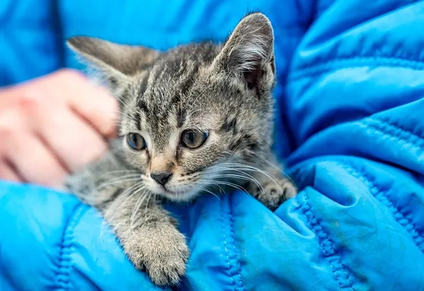 Znaleziono kota, Racławice, 9 lipca 2025 (5/5)