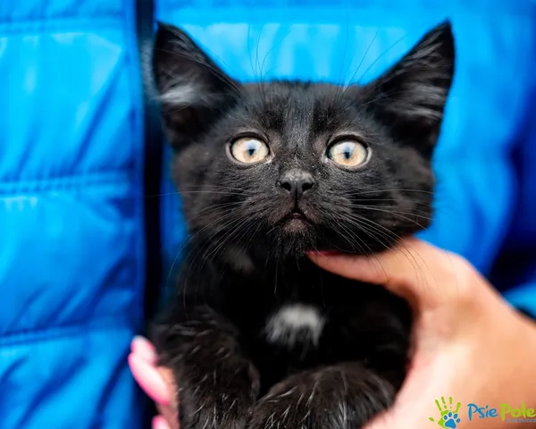 Znaleziono kota, Racławice, 8 lipca 2025 (1/5)