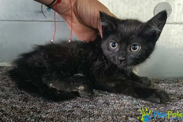 Znaleziono kota, Racławice, 8 lipca 2025 (4/5)