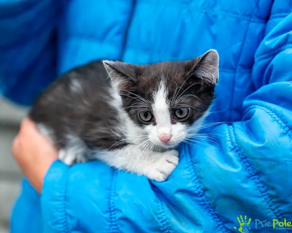 Znaleziono kota, Racławice, 8 lipca 2025 (1/5)