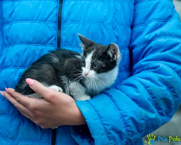 Znaleziono kota, Racławice, 8 lipca 2025 (2/5)