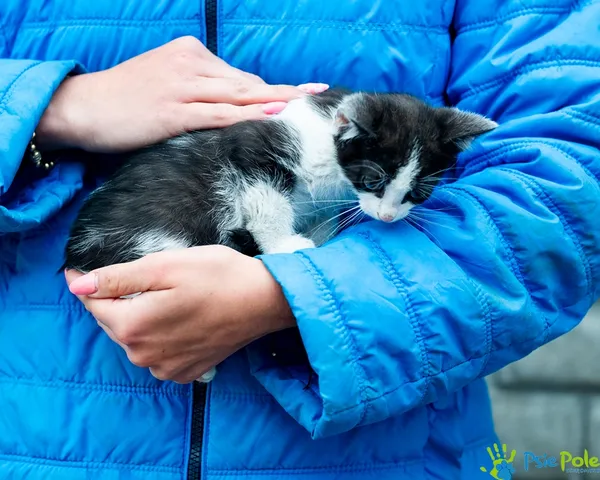 Znaleziono kota, Racławice, 8 lipca 2025 (3/5)