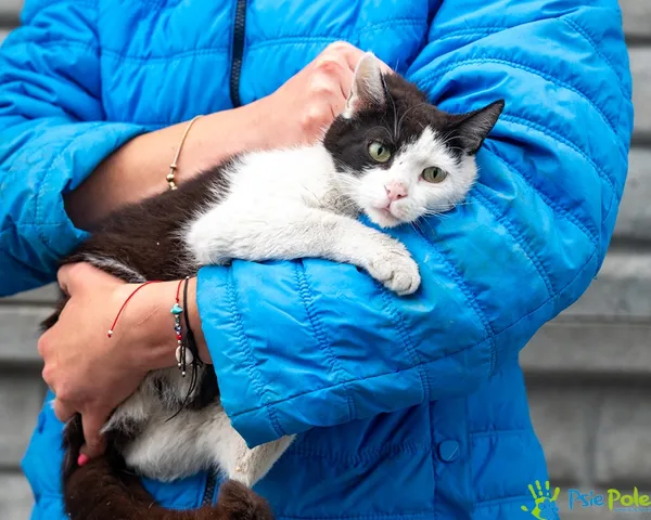 Znaleziono kota, Racławice, 8 lipca 2025 (1/5)