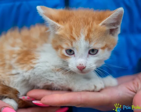 Znaleziono kota, Racławice, 7 lipca 2025 (2/5)