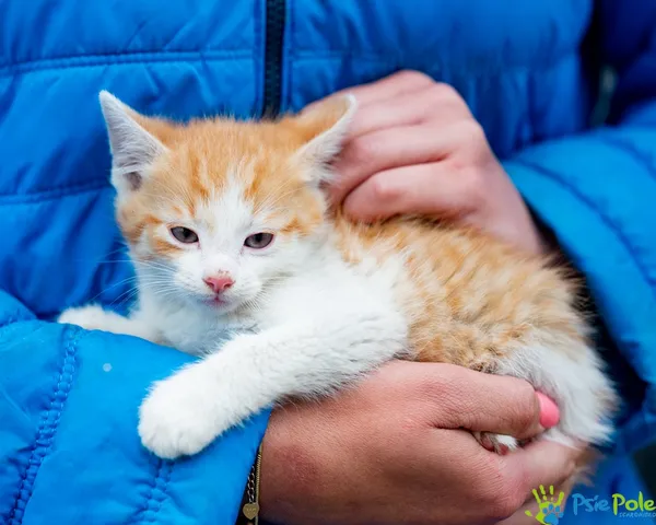 Znaleziono kota, Racławice, 7 lipca 2025 (4/5)