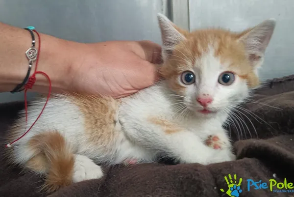 Znaleziono kota, Racławice, 7 lipca 2025 (5/5)