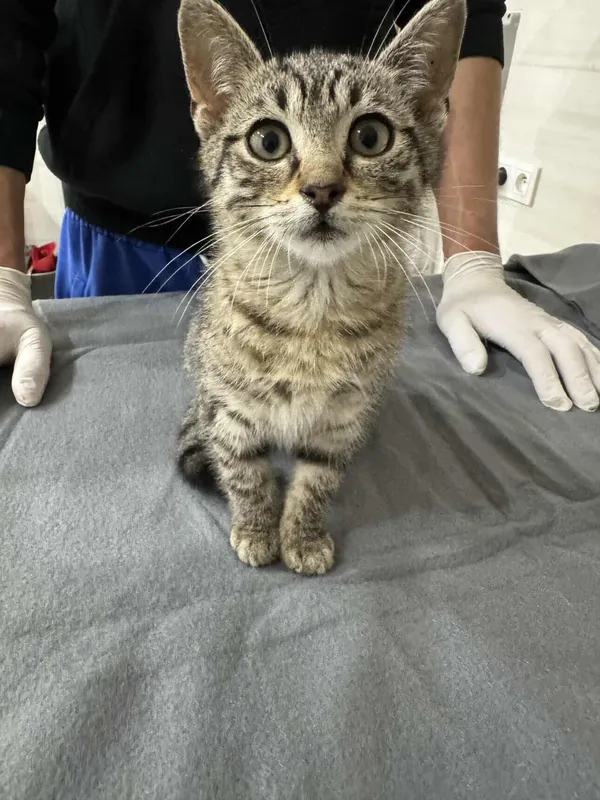 Znaleziono kota, Czartki, 9 lipca 2025