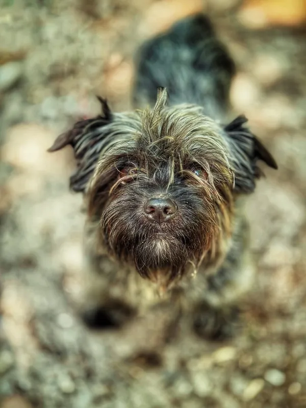 Pies do adopcji, Dłużyna Górna, 9 lipca 2025 (1/5)