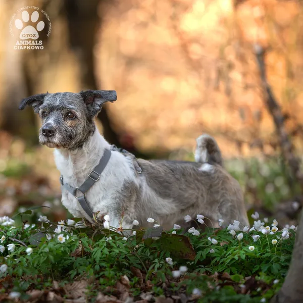 Pies do adopcji, Gdynia, 9 lipca 2025 (3/4)