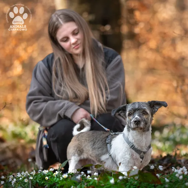 Pies do adopcji, Gdynia, 9 lipca 2025 (4/4)