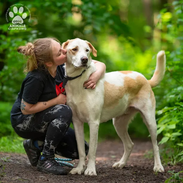 Pies do adopcji, Gdynia, 9 lipca 2025 (2/5)