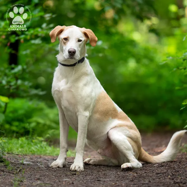 Pies do adopcji, Gdynia, 9 lipca 2025 (3/5)