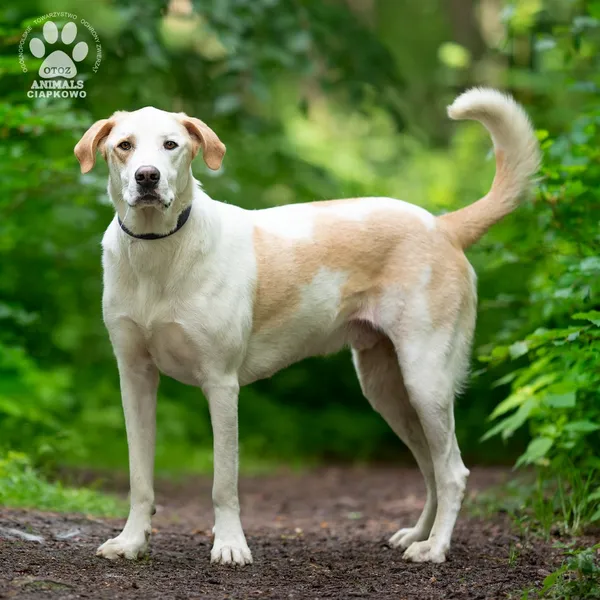 Pies do adopcji, Gdynia, 9 lipca 2025 (4/5)