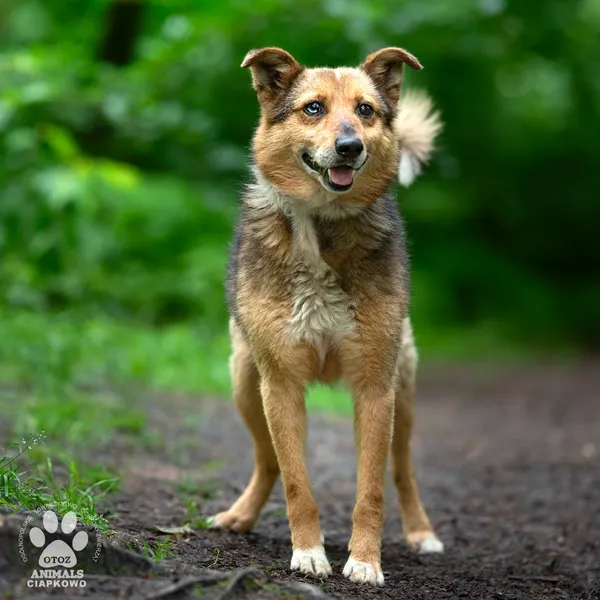 Pies do adopcji, Gdynia, 9 lipca 2025 (2/4)