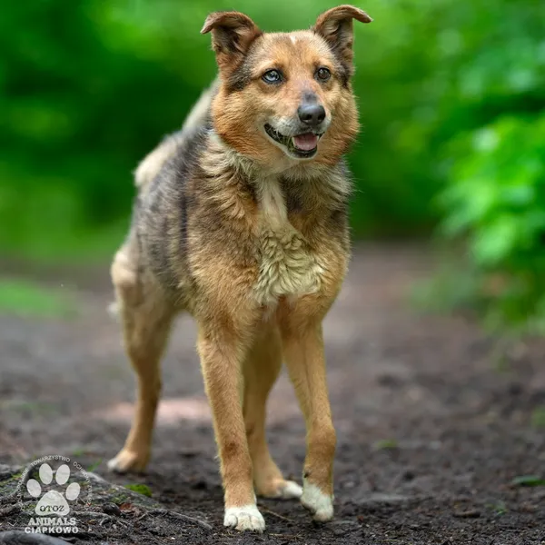 Pies do adopcji, Gdynia, 9 lipca 2025 (3/4)