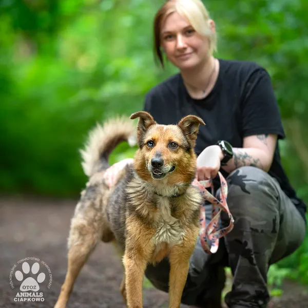 Pies do adopcji, Gdynia, 9 lipca 2025 (4/4)