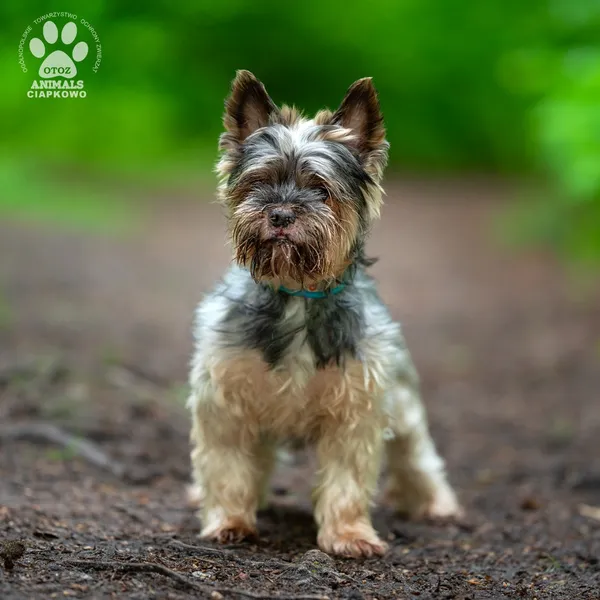 Pies do adopcji, Gdynia, 9 lipca 2025 (2/4)