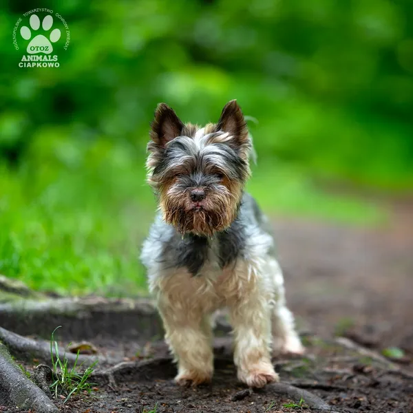 Pies do adopcji, Gdynia, 9 lipca 2025 (3/4)