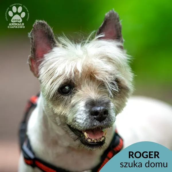 Pies do adopcji, Gdynia, 9 lipca 2025 (1/4)