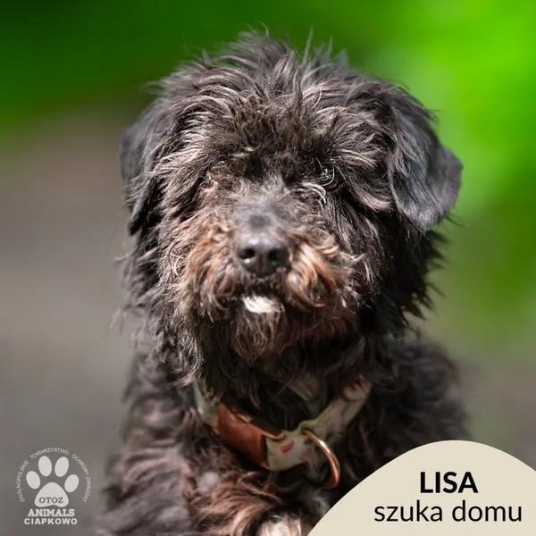 Pies do adopcji, Gdynia, 9 lipca 2025 (1/4)