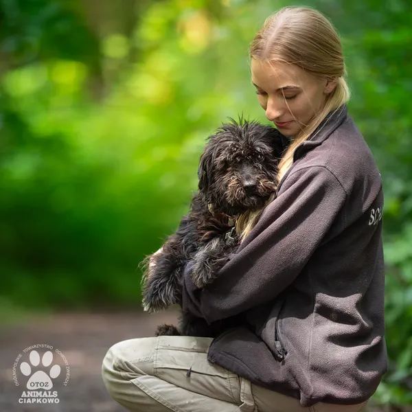 Pies do adopcji, Gdynia, 9 lipca 2025 (2/4)