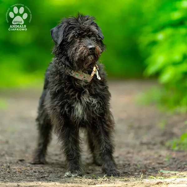 Pies do adopcji, Gdynia, 9 lipca 2025 (3/4)