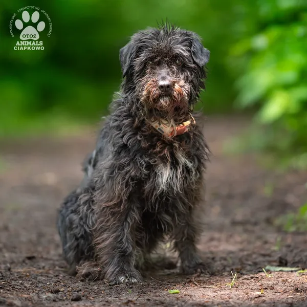 Pies do adopcji, Gdynia, 9 lipca 2025 (4/4)