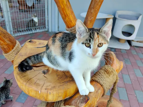 Kot do adopcji, Włocławek, 8 lipca 2025 (2/5)