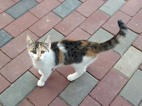 Kot do adopcji, Włocławek, 8 lipca 2025 (4/5)