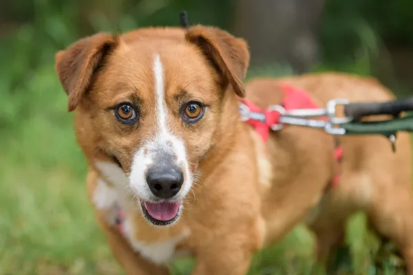 Pies do adopcji, Nowodwór, 9 lipca 2025 (1/5)