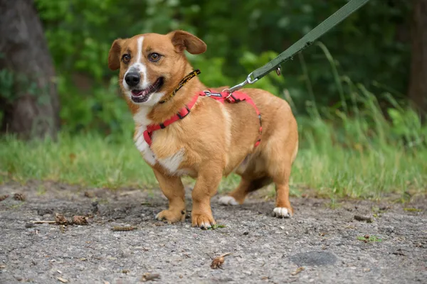 Pies do adopcji, Nowodwór, 9 lipca 2025 (5/5)