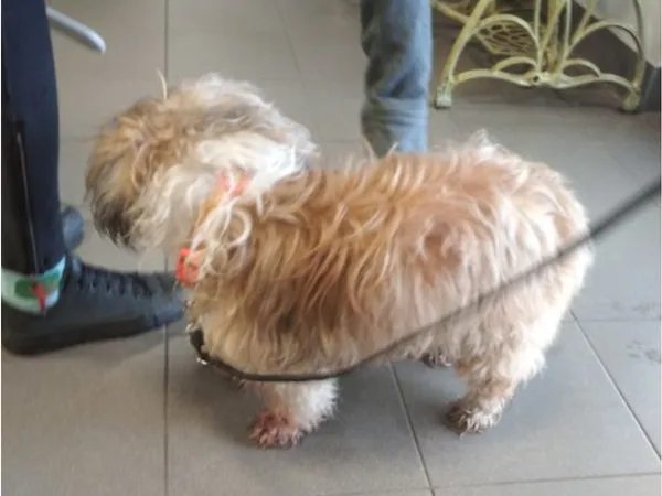 Znaleziono psa, Bydgoszcz, 9 lipca 2025