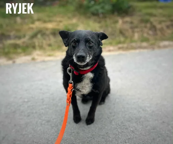 Pies do adopcji, Rytlów, 10 lipca 2025