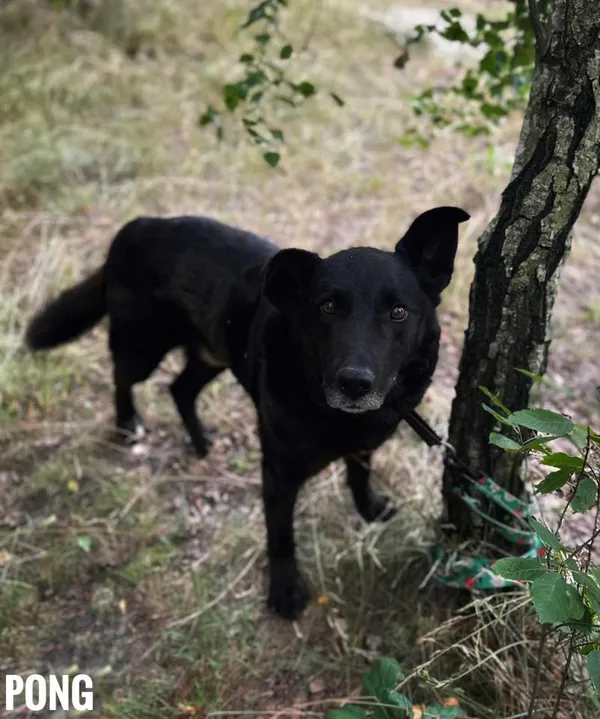 Pies do adopcji, Rytlów, 10 lipca 2025