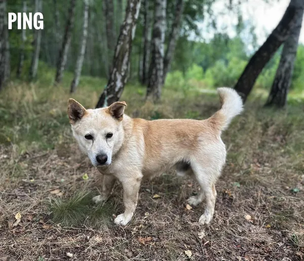 Pies do adopcji, Rytlów, 10 lipca 2025