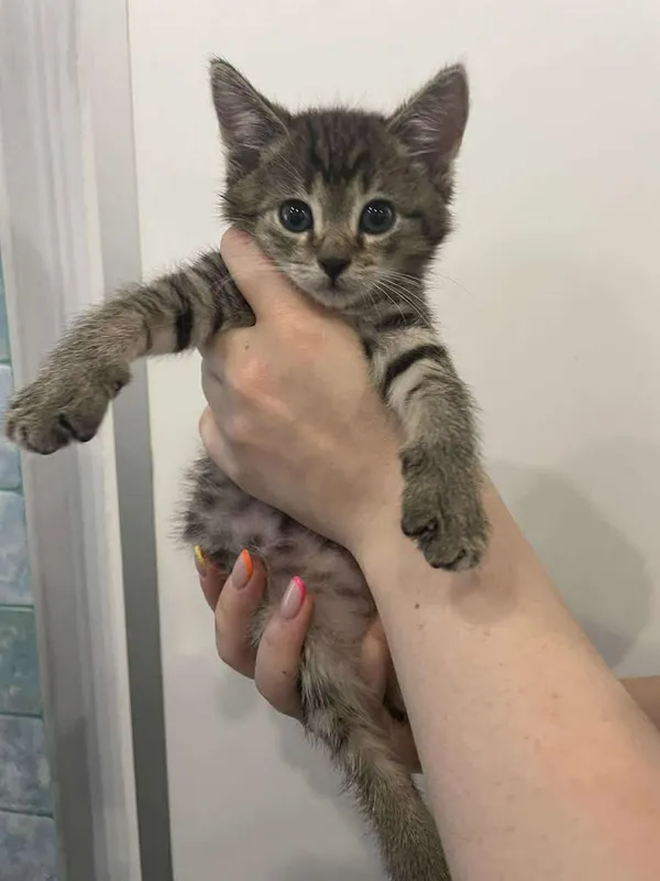 Znaleziono kota, Lublin, 9 lipca 2025