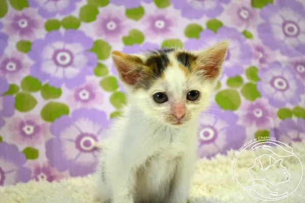 Kot do adopcji, Chełmek, 6 czerwca 2025