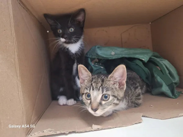 Kot do adopcji, Orzechowce, 9 lipca 2025 (1/5)