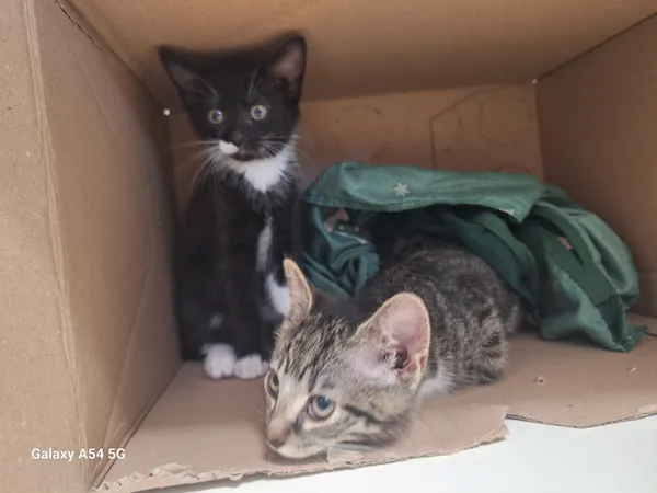 Kot do adopcji, Orzechowce, 9 lipca 2025 (3/5)