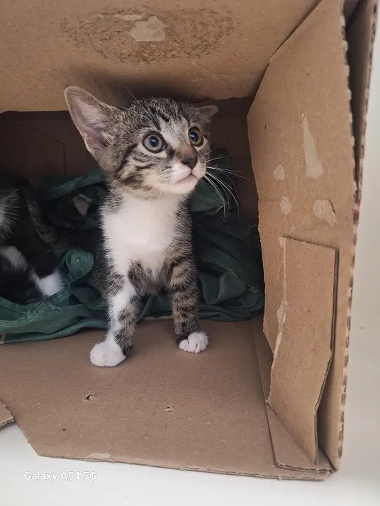 Kot do adopcji, Orzechowce, 9 lipca 2025 (4/5)