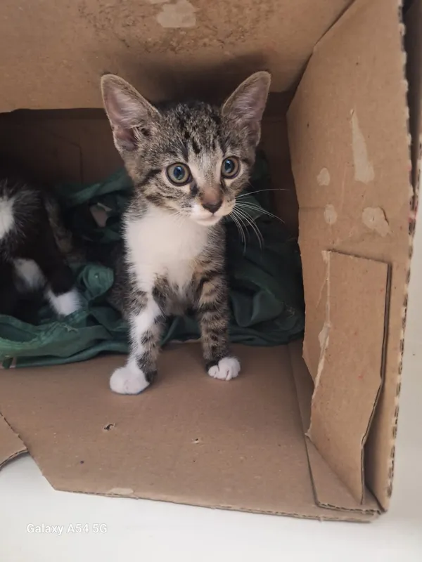 Kot do adopcji, Orzechowce, 9 lipca 2025 (5/5)